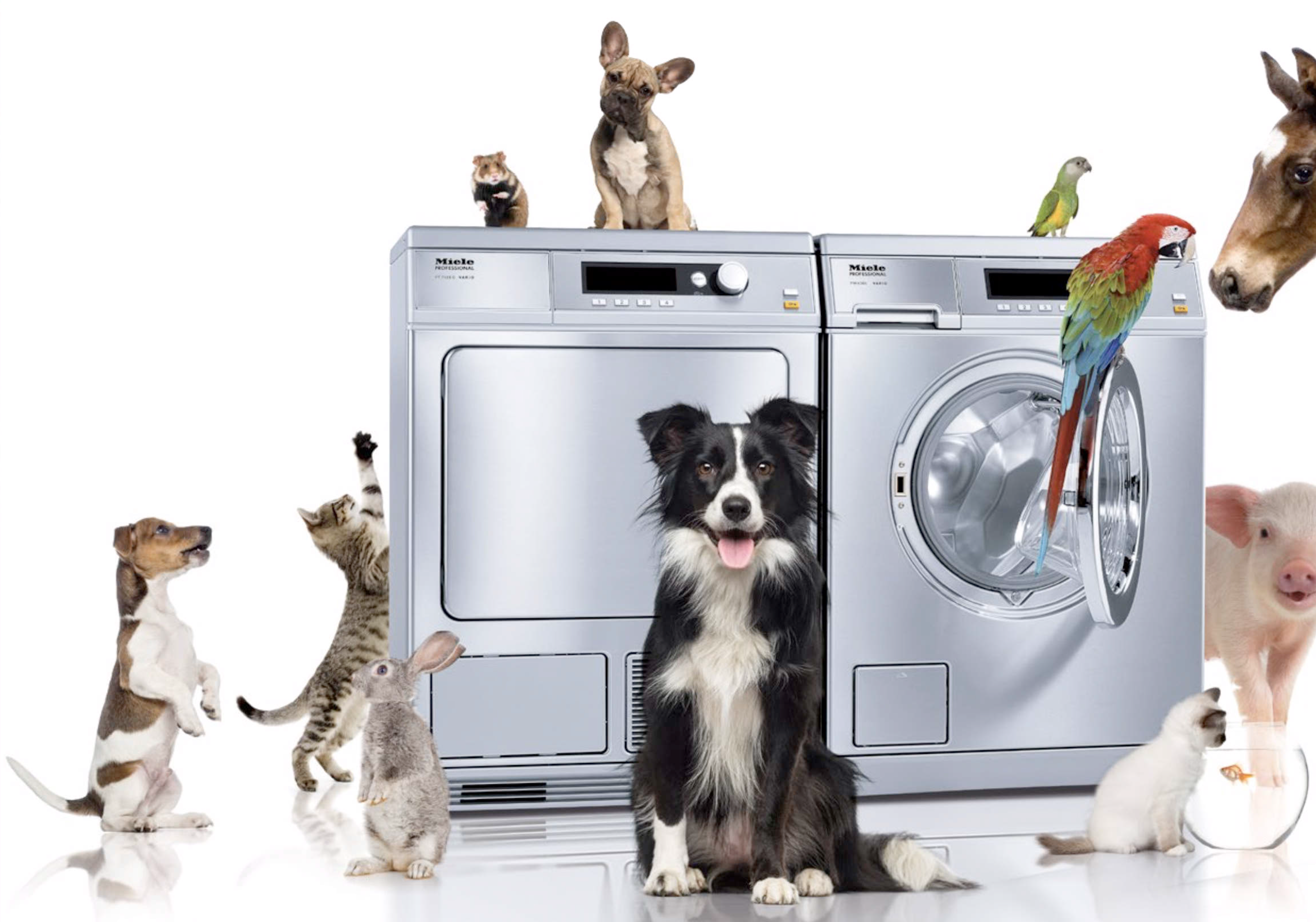 Forbes Professional helps vets maintain their stringent hygiene standards.